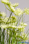 Fake Garlic Chive Grass with White Flower Blooms, 2' Tall, Decorative Artificial Potted Greenery, Tall Wild Grass Foliage | ShopWildThings.com Fake Garlic Chive Grass with White Flower Blooms, 2' Tall, Decorative Artificial Potted Greenery, Tall Wild Grass Foliage | ShopWildThings.com