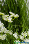 Fake Garlic Chive Grass with White Flower Blooms, 2' Tall, Decorative Artificial Potted Greenery, Tall Wild Grass Foliage | ShopWildThings.com Fake Garlic Chive Grass with White Flower Blooms, 2' Tall, Decorative Artificial Potted Greenery, Tall Wild Grass Foliage | ShopWildThings.com