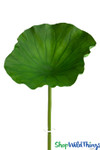 Real Feel Lily Pad on Stall Oversized Stem - ShopWildThings.com Real Feel Lily Pad on Stall Oversized Stem - ShopWildThings.com