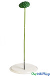 Artificial Oversized Green Lotus Pod 5" Wide on 31" Bendable Stem Artificial Oversized Green Lotus Pod 5" Wide on 31" Bendable Stem