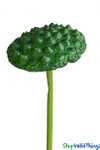 Artificial Oversized Green Lotus Pod 5" Wide on 31" Bendable Stem Artificial Oversized Green Lotus Pod 5" Wide on 31" Bendable Stem