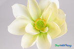 Artificial Oversized White Magnolia Flower on Bendable Stem 35" Tall by 15" Wide | ShopWildThings.com Artificial Oversized White Magnolia Flower on Bendable Stem 35" Tall by 15" Wide | ShopWildThings.com