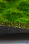Emerald Isle 40 x 80 inch artificial magic moss mat, fabric backed green moss flooring for themed events, fantasy installations, and venue decor by ShopWildThings