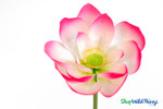 Artificial Oversized Fuchsia & White Magnolia Flower on Bendable Stem 36" Tall by 12" Wide | ShopWildThings.com Artificial Oversized Fuchsia & White Magnolia Flower on Bendable Stem 36" Tall by 12" Wide | ShopWildThings.com