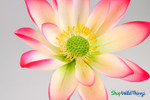 Artificial Oversized Purple & White Lotus Flower on Bendable Stem 32" Tall by 10" Wide | ShopWildThings.com
