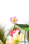 Artificial Oversized Pink & White Magnolia Flower on Bendable Stem 33" Tall by 10" Wide | ShopWildThings.com Artificial Oversized Pink & White Magnolia Flower on Bendable Stem 33" Tall by 10" Wide | ShopWildThings.com