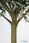 Faux 6.25' tall Olive Tree in Black Pot - ShopWildThings.com Faux 6.25' tall Olive Tree in Black Pot - ShopWildThings.com