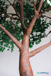 14FT Tall Artificial Dark Green Ficus Tree ShopWildThings Event Wedding Trees 14FT Tall Artificial Dark Green Ficus Tree ShopWildThings Event Wedding Trees