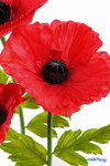 Close-up of ShopWildThings.com Oversized Large Silk Poppy Bloom showing bold red petals, realistic black center, and natural-looking green foliage.