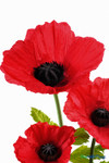 Close-up of ShopWildThings.com Oversized Large Silk Poppy Bloom showing bold red petals, realistic black center, and natural-looking green foliage.