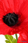 Detailed view of ShopWildThings.com Oversized Large Silk Poppy Bloom with textured red petals, black flower center, and bright green leaves for lifelike effect.