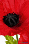 Macro image of ShopWildThings.com Oversized Large Silk Poppy Bloom highlighting realistic petal veining, black pollen-covered center, and natural leaf details.