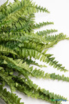 Close-up of Artificial Silk Boston Fern Plant with layered deep green fronds, realistic 48-inch faux fern accent for indoor and outdoor décor – ShopWildThings.com