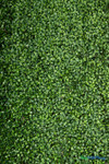 ShopWildThings Boxwood Greenery Roll – Lightweight Commercial-Grade Artificial Hedge Panel with Realistic Dense Foliage