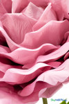 Oversized pink rose bloom close up – realistic giant flower prop with layered petals – ShopWildThings