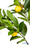 Artificial lemon interchangeable branch full view with realistic lemons and green foliage for decorative citrus trees – ShopWildThings