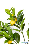 Close up of small artificial lemon fruit and glossy green leaves on decorative interchangeable citrus branch – ShopWildThings