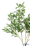 Detailed view of realistic artificial olive leaves on 36 inch interchangeable greenery branch for decorative trees – ShopWildThings