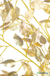 Artificial gold ficus leaf detail on decorative interchangeable branch for event tree installations – ShopWildThings