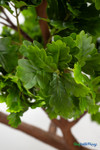 realistic faux maple leaves close up with layered greenery and lifelike veining ShopWildThings