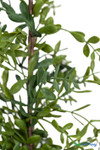 Close up of artificial boxwood branches and leaves highlighting realistic construction and density ShopWildThings.com
