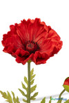 Close-up of Real Feel red poppy bloom with layered petals and detailed center, showcasing lifelike texture and vibrant color
