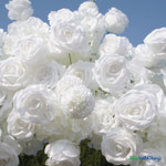 Dense white silk rose texture close up luxury floral arch high quality artificial roses ShopWildThings.com