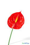 Close-up of Real Feel Red Anthurium Tropical Stem showing glossy red heart-shaped bloom, yellow textured spadix, and realistic waxy tropical flower finish