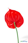 Back view of Real Feel Red Anthurium artificial tropical flower showing the curved green stem and glossy red 6 inch bloom with realistic molded detail