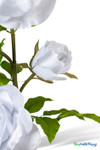 Oversized White Velvet Roses on Stem 52" close-up of white rose bud and leaf detail on stem, ShopWildThings.com