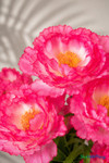 Enchanting Beauty Pink Silk Peony Bouquet 30 inch with vibrant ruffled pink silk blooms in tropical editorial studio detail shot, ShopWildThings.com