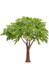 Artificial Lifesize  Light Green Eucalyptus Tree 12 Feet Tall  - ShopWildThings