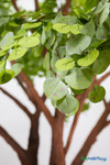 Detailed artificial eucalyptus foliage on the Sylvie 12ft Premium Faux Eucalyptus Tree – ShopWildThings.com