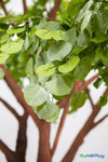 Close-up of Sylvie’s light green faux eucalyptus leaves with subtle purple accents and realistic veining – ShopWildThings.com