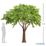 Sylvie 12ft Premium Faux Eucalyptus Tree shown with a person for scale and an impressive 11-foot-wide canopy – ShopWildThings.com