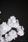Close-up of realistic white dogwood silk blossoms on 32" interchangeable decorative tree branch - ShopWildThings.com