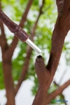 Close-up of Sylvie’s interchangeable branch system with a metal branch insert and square attachment port – ShopWildThings.com
