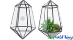 Diamond Shaped Geometric Hanging Terrarium with Black Trim | ShopWildThings Diamond Shaped Geometric Hanging Terrarium with Black Trim | ShopWildThings
