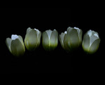 Glowing Firefly Pearls, Small Flickering Lights for Floral Decor | ShopWildThings.com Glowing Firefly Pearls, Small Flickering Lights for Floral Decor | ShopWildThings.com