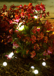 Illuminate plant and flowers, indoor or out with Flickering Firefly Pearls | ShopWildThings.com Illuminate plant and flowers, indoor or out with Flickering Firefly Pearls | ShopWildThings.com