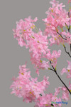 Pink Dogwood Blossom Spray Floral Design Artificial Tall Stems ShopWildThings.com Pink Dogwood Blossom Spray Floral Design Artificial Tall Stems ShopWildThings.com