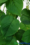 Real Touch Real Feel Ivy Spray Bush Artificial Greenery | ShopWildThings.com Real Touch Real Feel Ivy Spray Bush Artificial Greenery | ShopWildThings.com