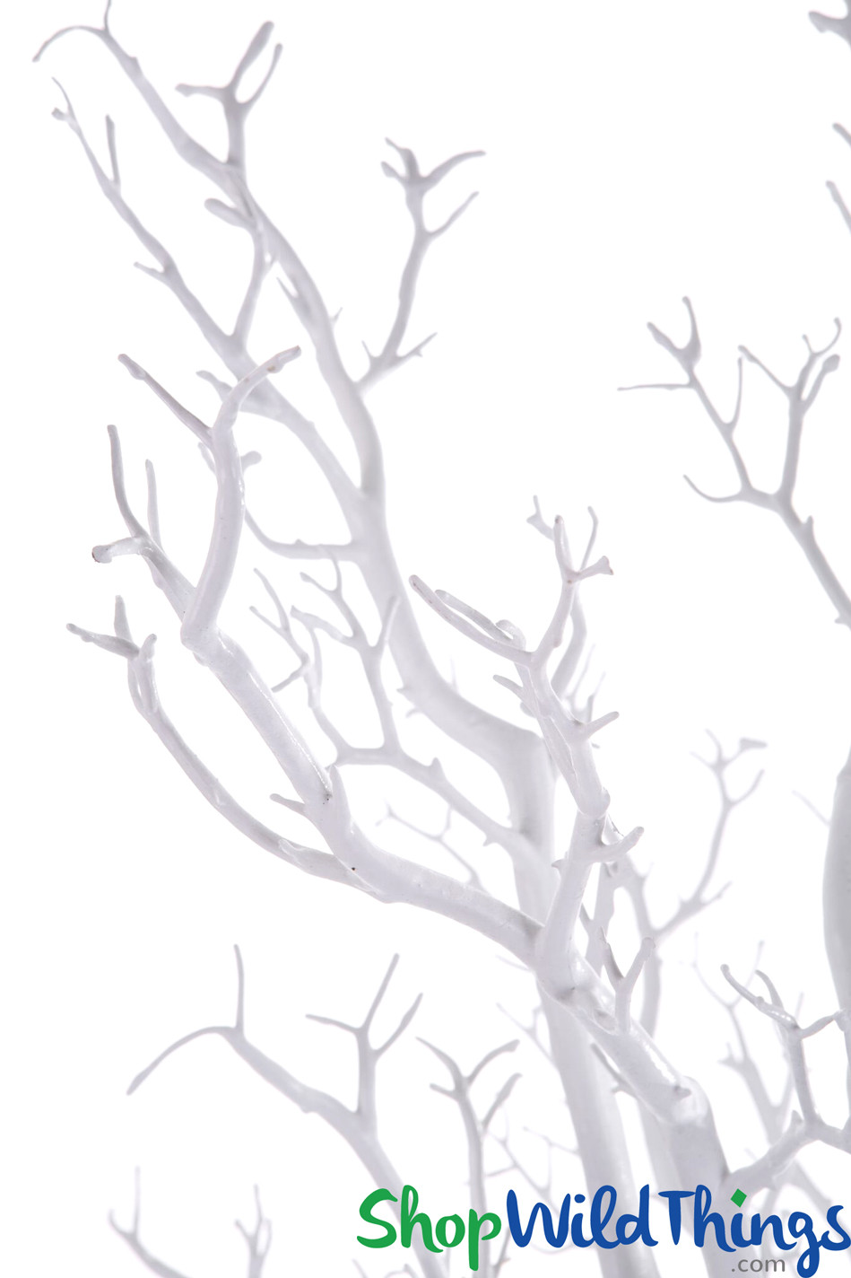 6' Tall Pure White Potted Manzanita Tree
