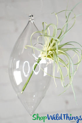 ShopWildThings, Diamond Shaped Hanging Glass Bud Vases Set of 6 Clear