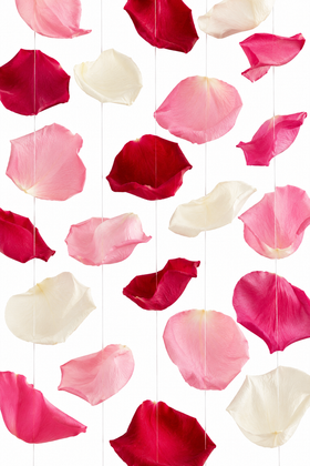 Flower Petals
