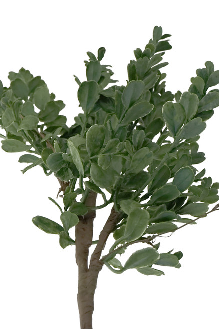 ShopWildThings Artificial Boxwood Spray Pick Extra Long 28"