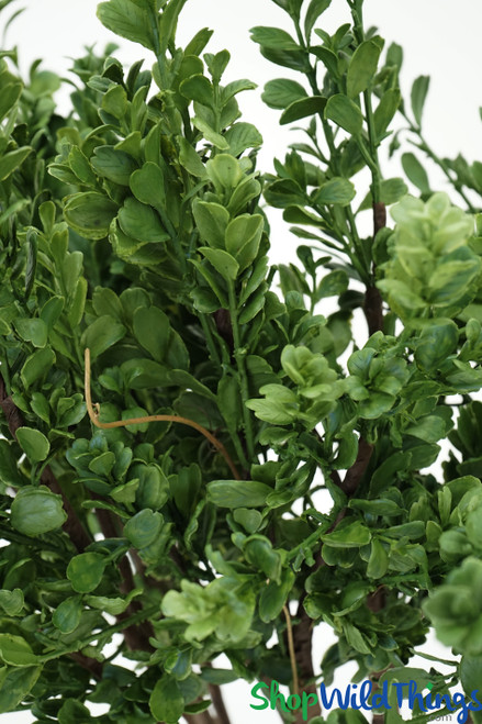 Realistic Boxwood with Real Wooden Stems ShopWildThings.com