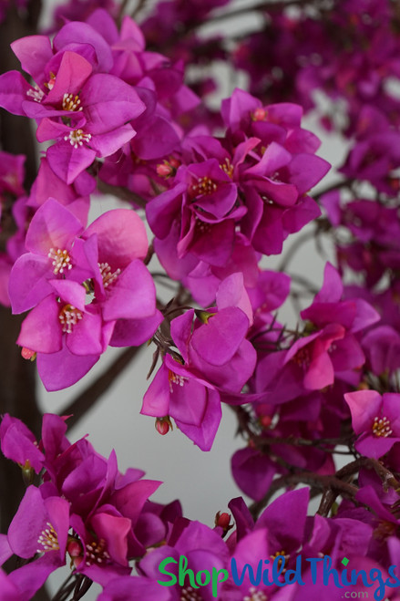 Artificial Fuchsia Pink Flowering Oversized Tree with Buds, 10