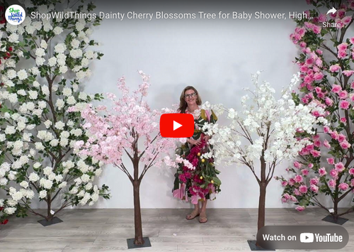 See Video of our Cherry Blossom Trees on this page
