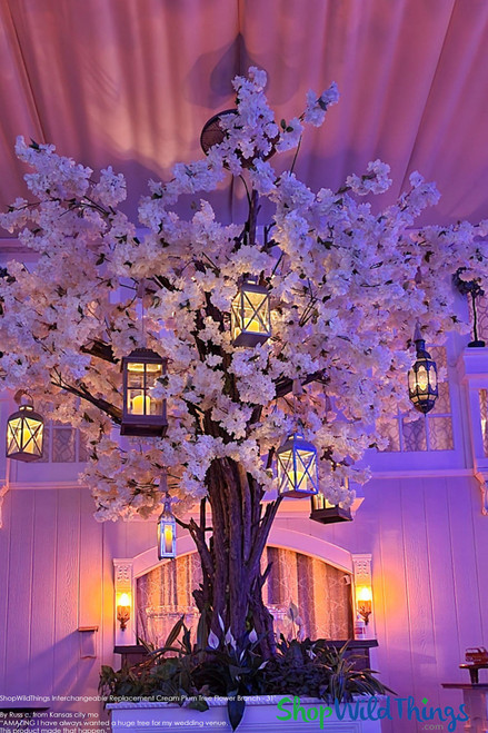 Extra Full Yellow Bougainvillea Flowering Tree Branch